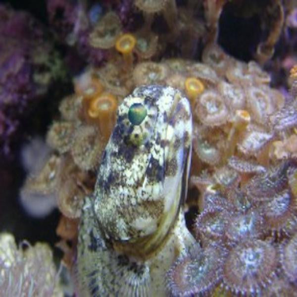 Buy Dusky Jawfish