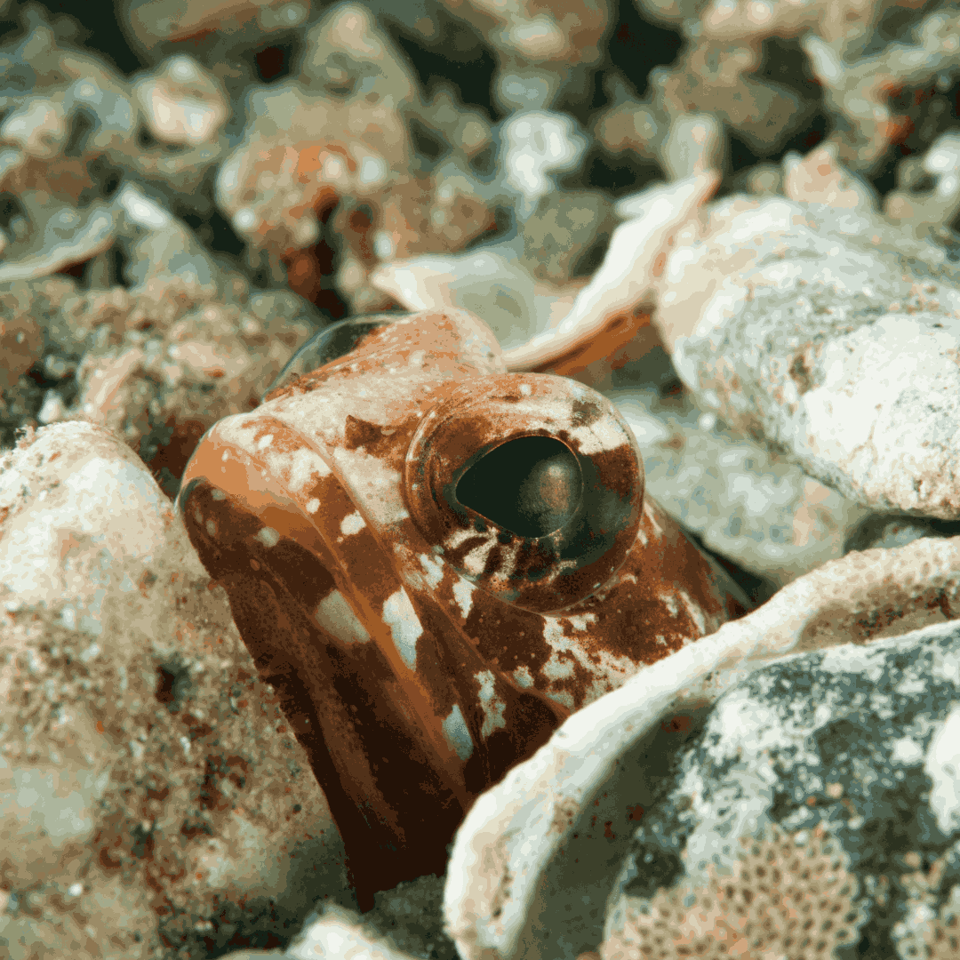 Dusky Jawfish (small/medium)