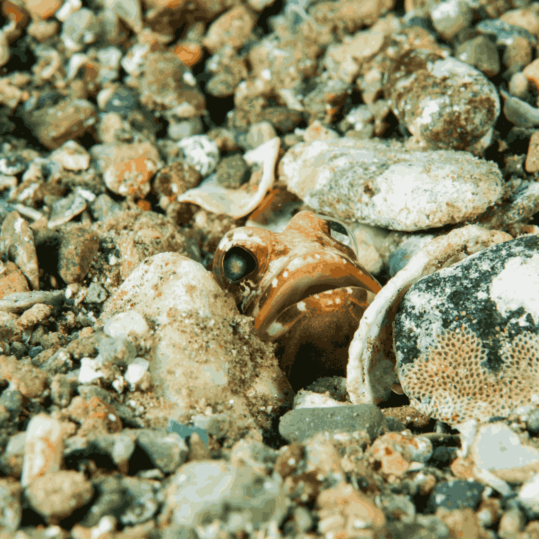 Dusky Jawfish (small/medium)