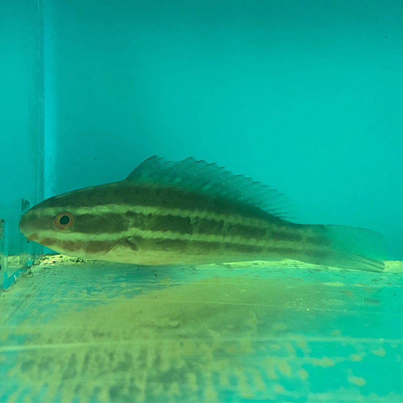 Shop Lined Parrotfish