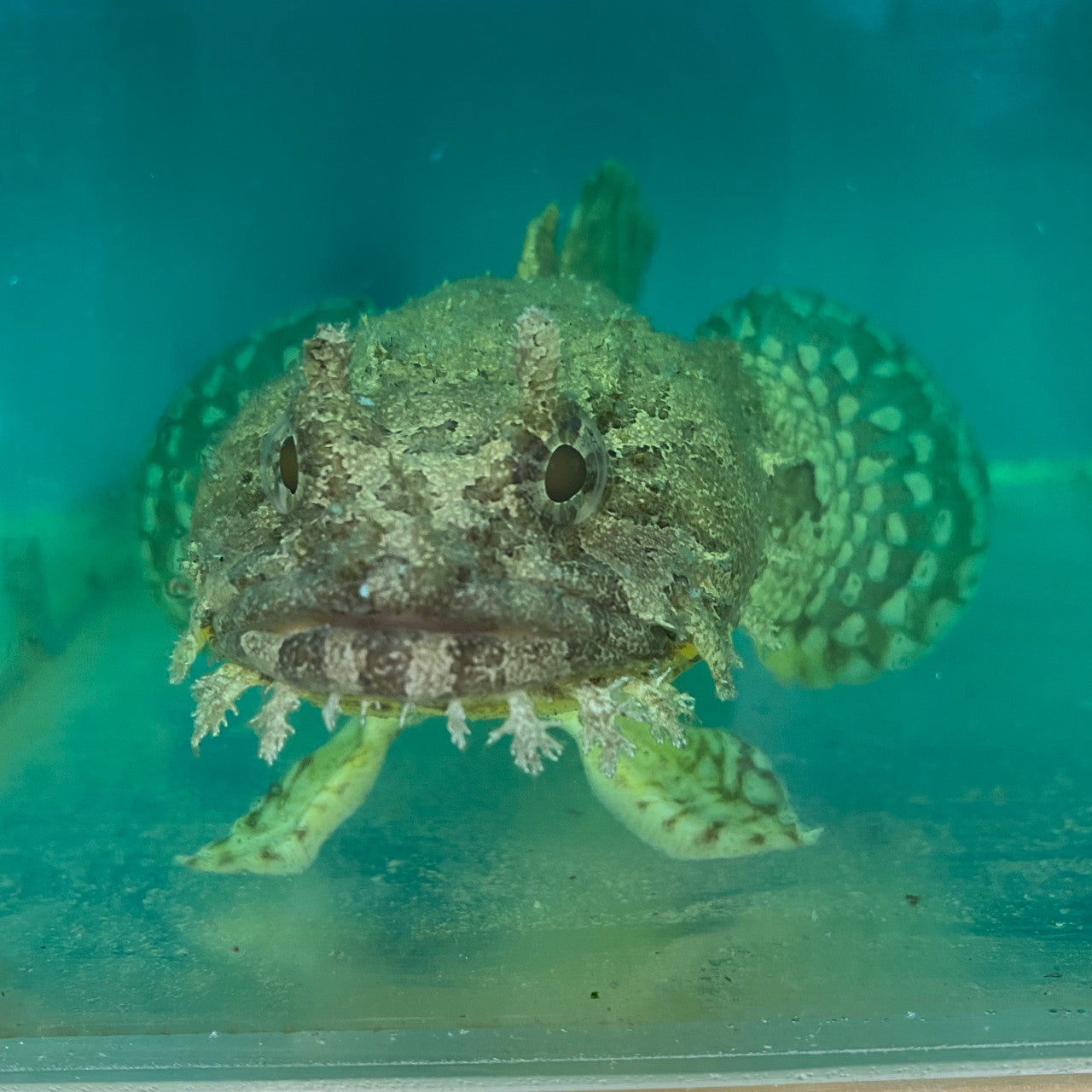 Toad Fish (small)