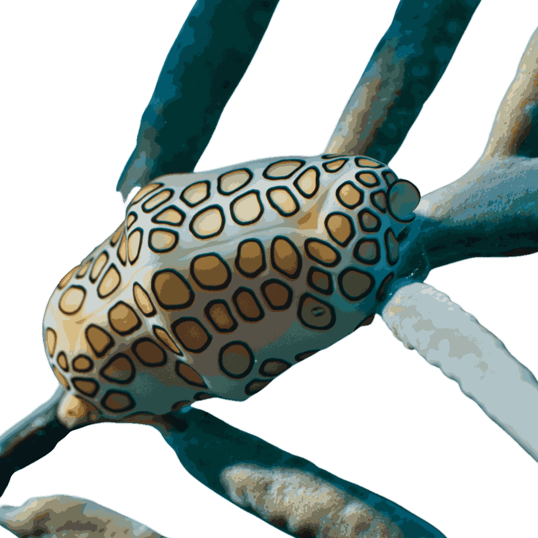 Flamingo Tongue Snails