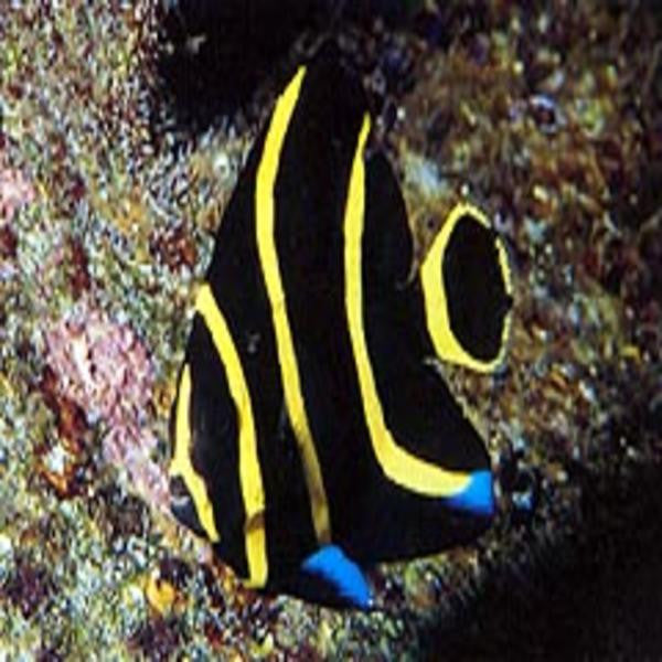 French Angelfish (Small 1.5  - 3 inches)