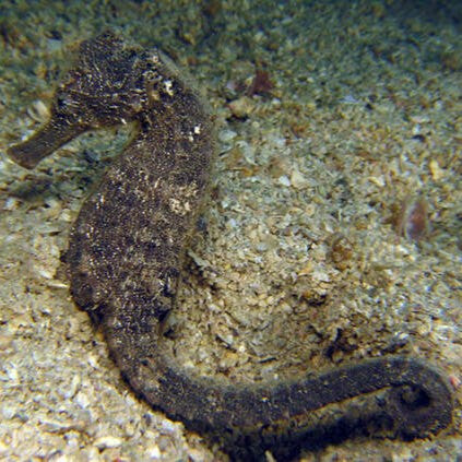 Lined Seahorse 2 pair