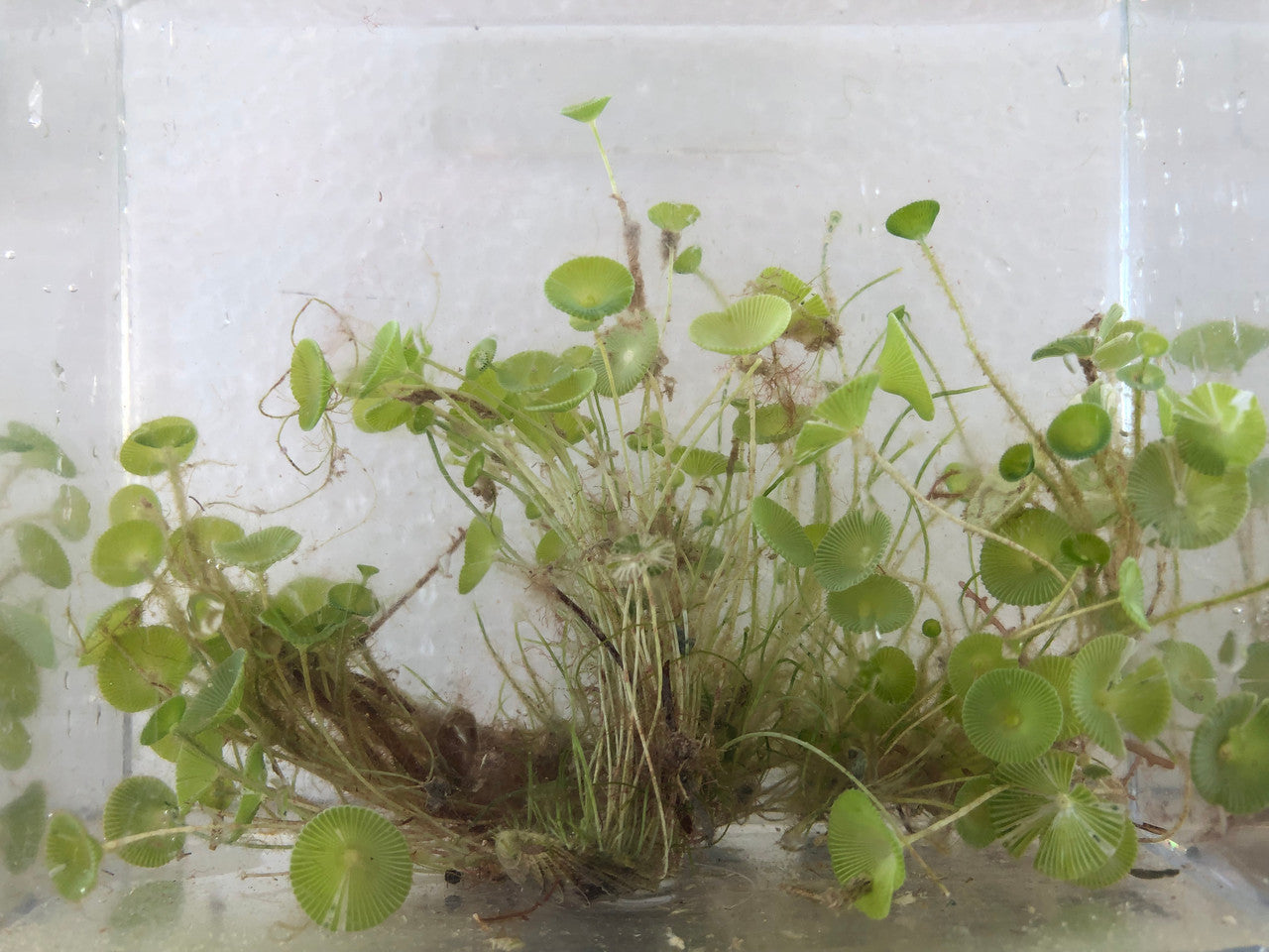 Mermaid Wine Glass (minimum of 5 glasses)