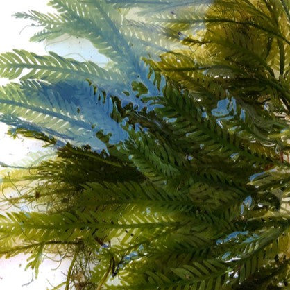 Buy Caulerpa Mexicana