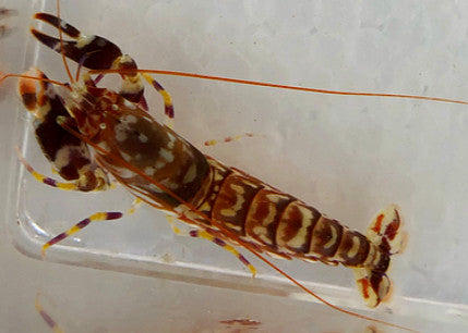 Tiger Pistol Shrimp