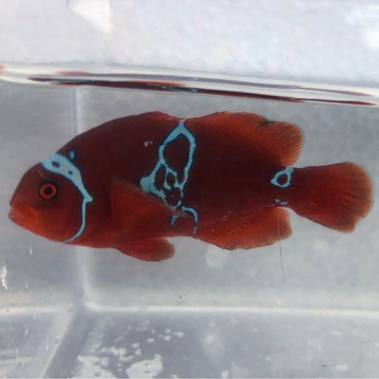 Lightning Clown Fish