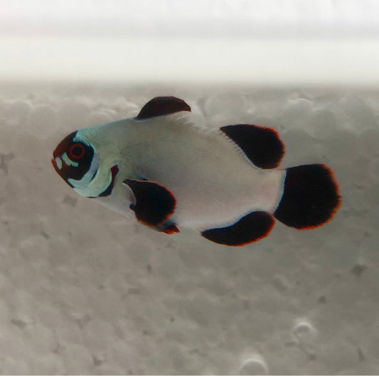 Golden Nugget Clown Fish