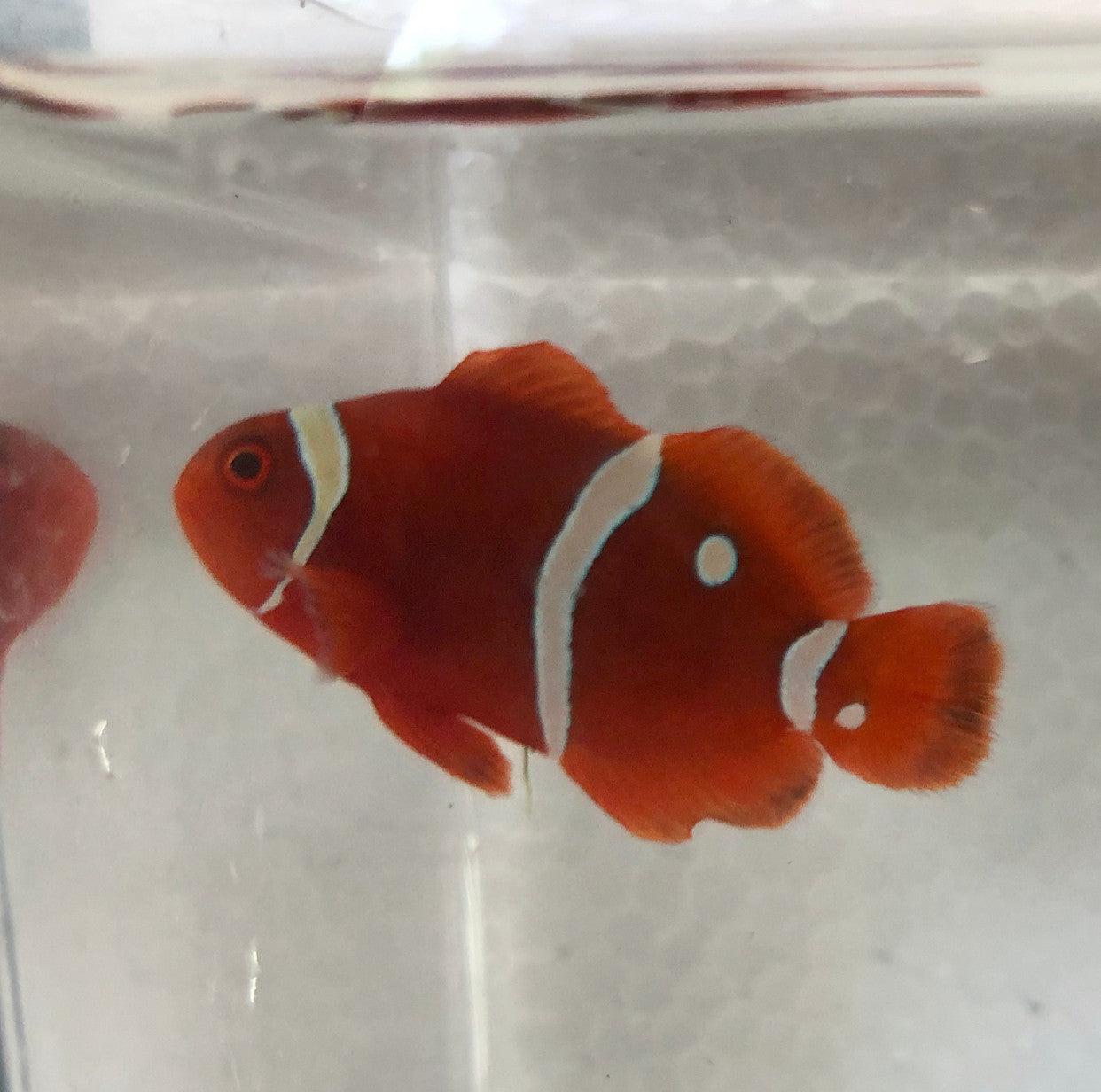 Gold Dot Clown Fish