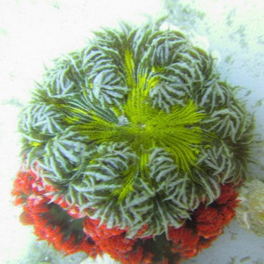 Green Zebra Striped Ultra Rock Flower Anemone