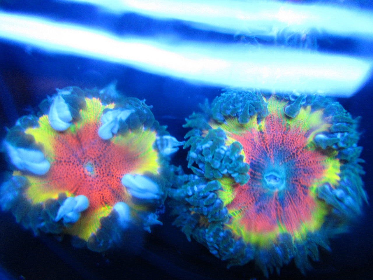 Bulls Eye Rasta Ultra Rock Flower Anemone