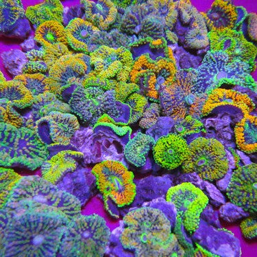 Ricordea 10 pack of Orange and Multicolors