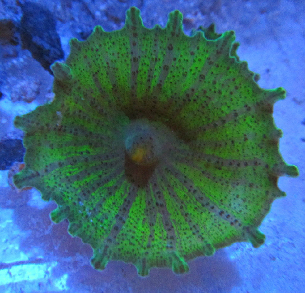 Shop Green Umbrella Mushroom Neglecta