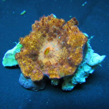 Orange Florida Mushroom Neglecta