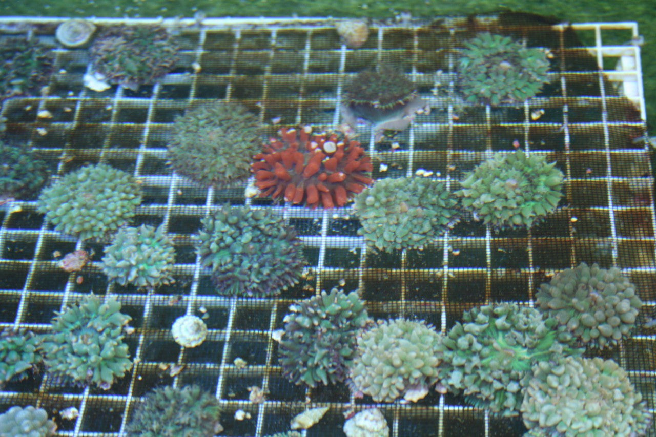Get St Thomas Mushroom Green