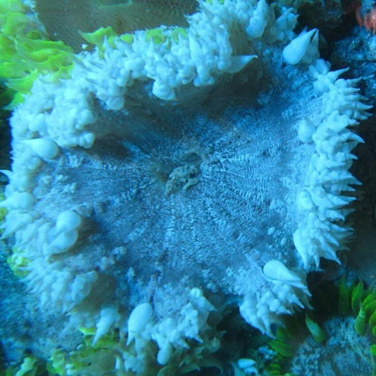 Common Rock Anemone