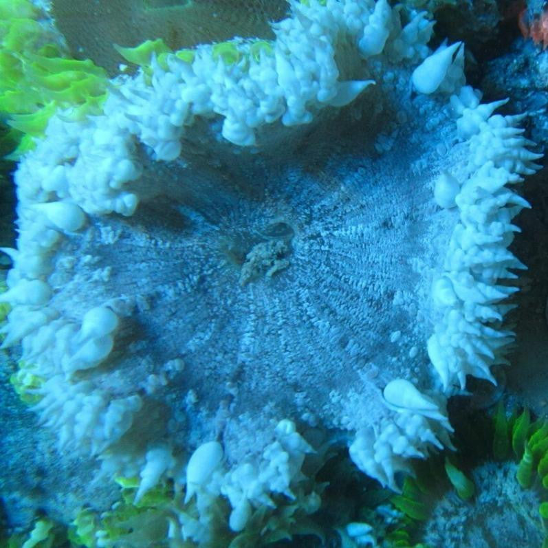 Buy Common Rock Anemone 