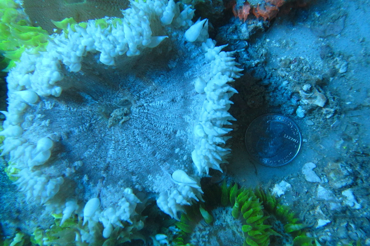 Shop Common Rock Anemone