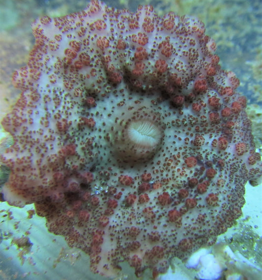 Red Umbrella Mushroom Neglecta