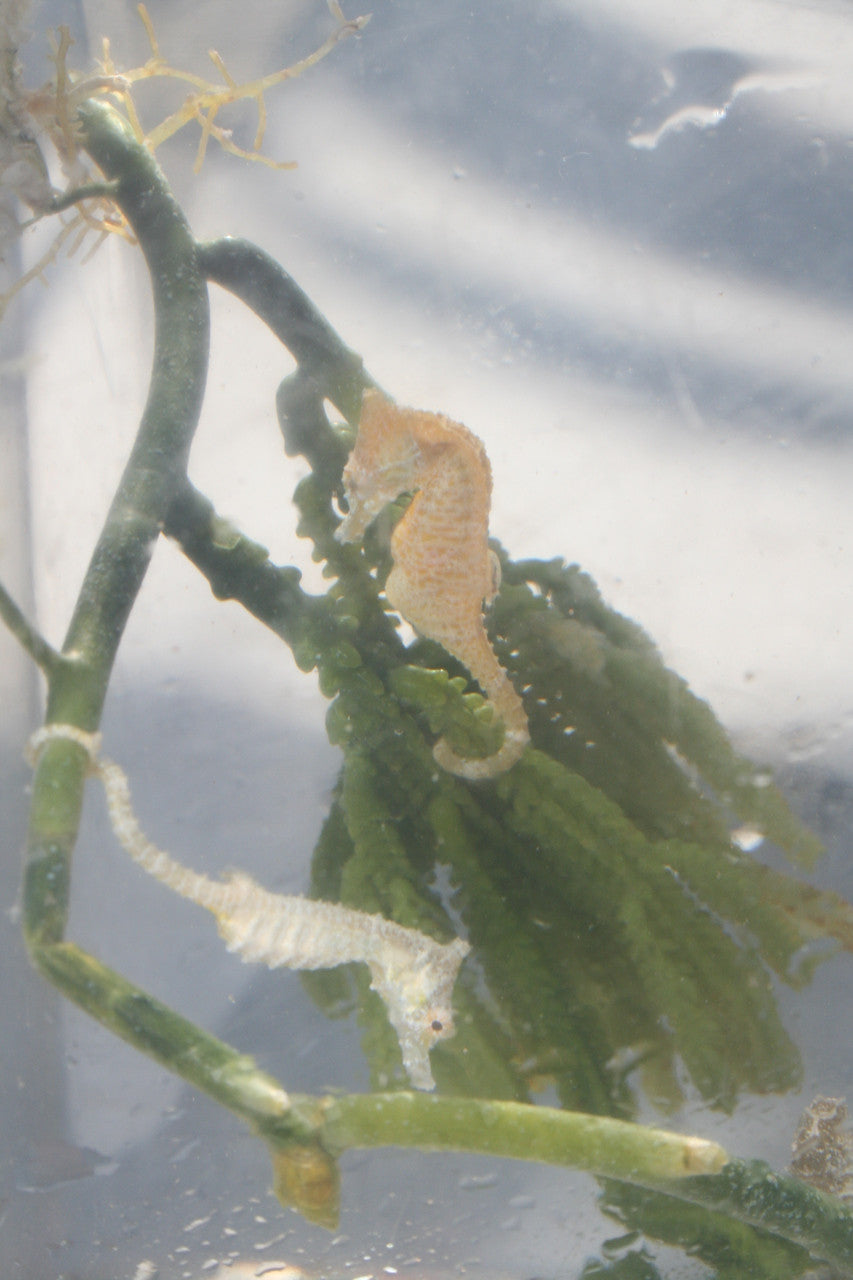 Dwarf Sea Horse-Mated Pair, The male is pregnant!
