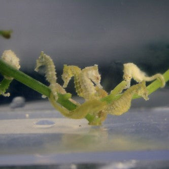 Dwarf Seahorse Female