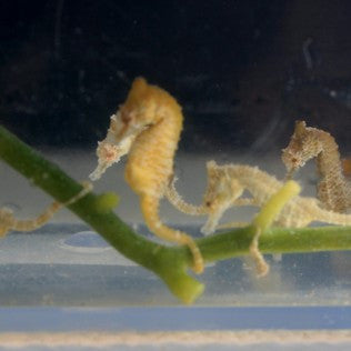 Dwarf Sea Horse 3 Pair- 6 seahorses for sale