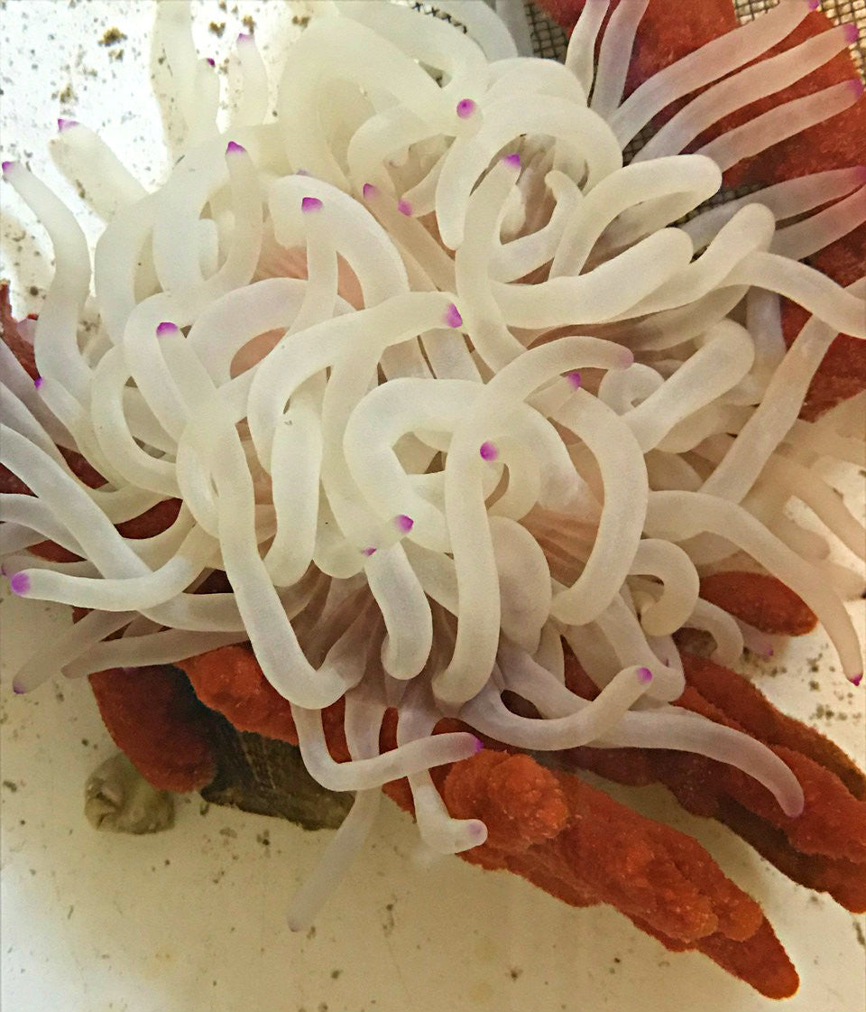 Haitian Pink Tip Condylactis Anemone
