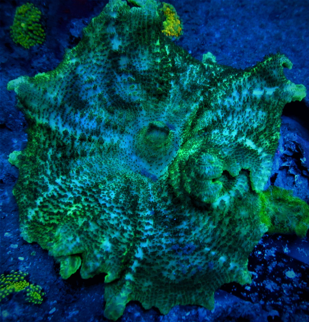 Buy Green Umbrella Mushroom Neglecta