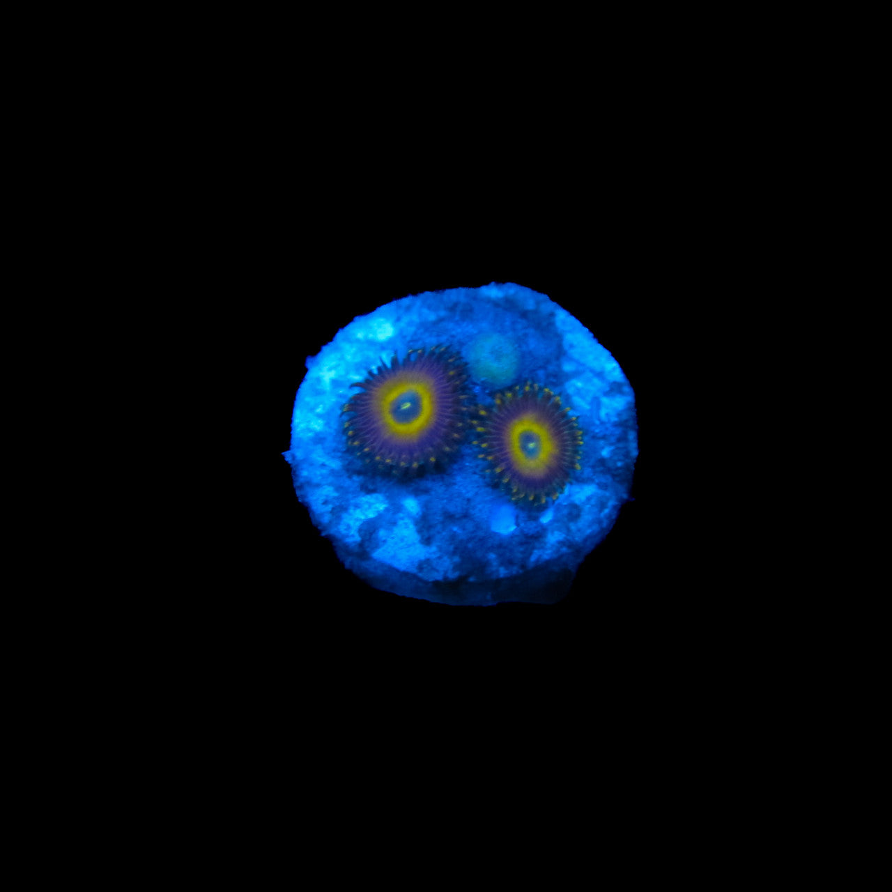 Gold Zoa 2-5