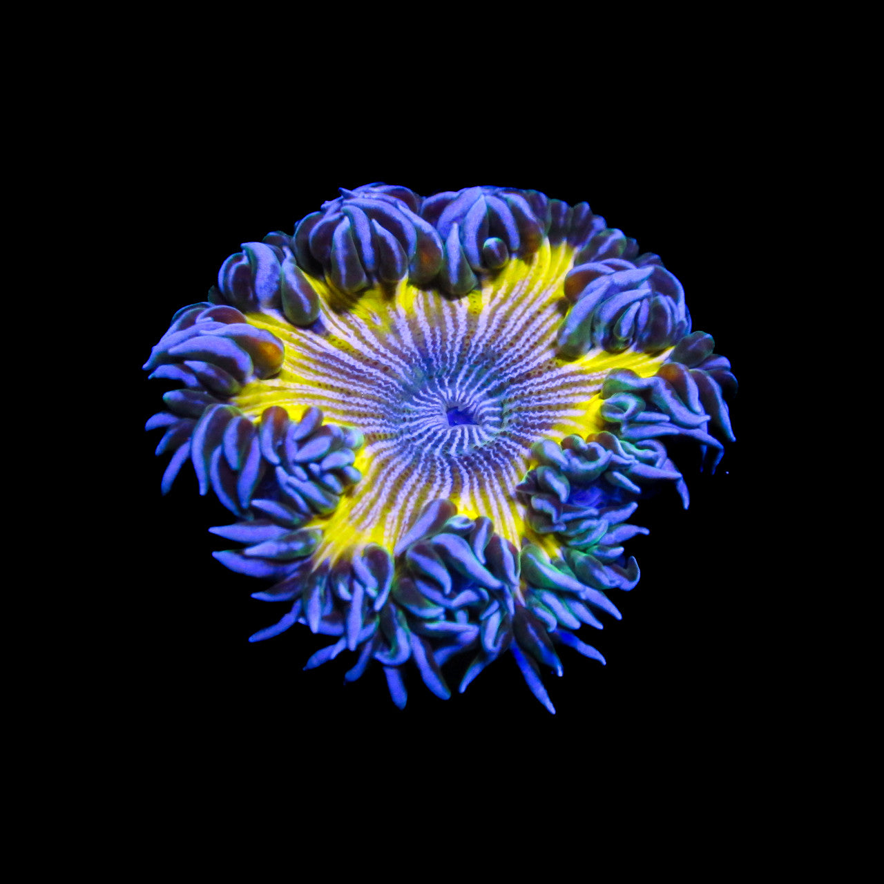Green Zebra Striped Ultra Rock Flower Anemone