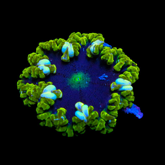 Green Lace Black Hole Ultra Rock Flower Anemone