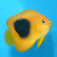 Rock Beauty Angelfish (Small 2-3 inches)