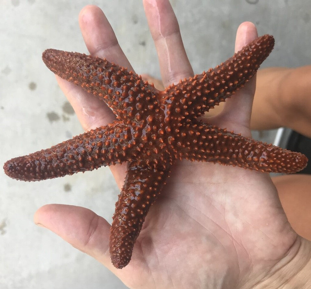Key West Starfish (large)