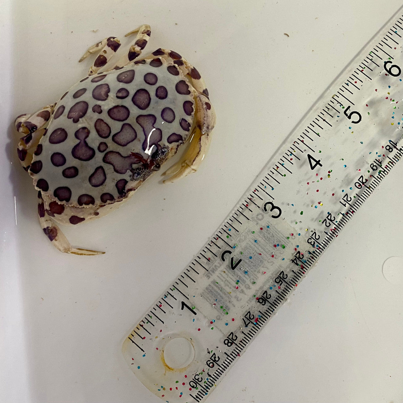Calico Crabs (large 2-4 inches)
