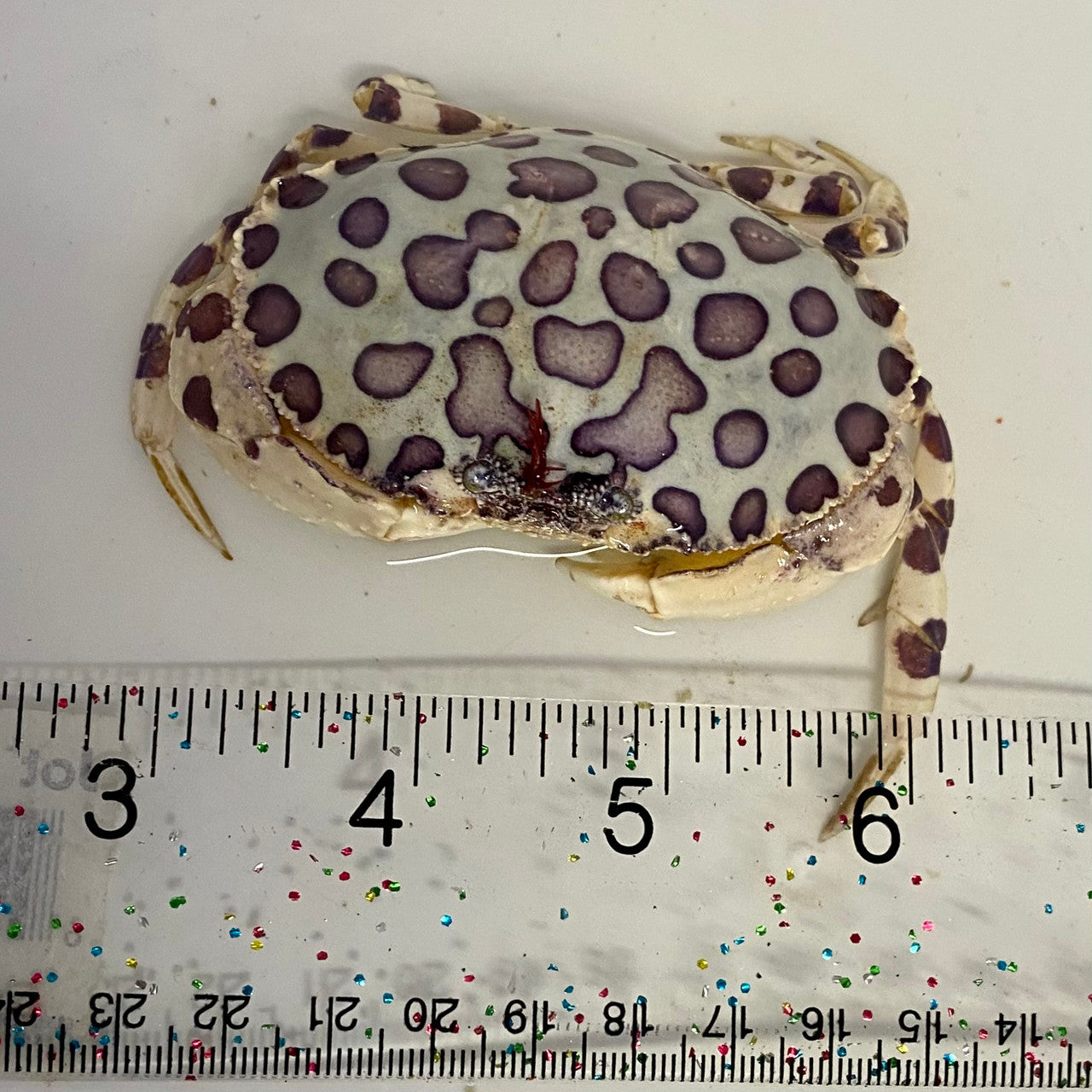 Calico Crabs (large 2-4 inches)