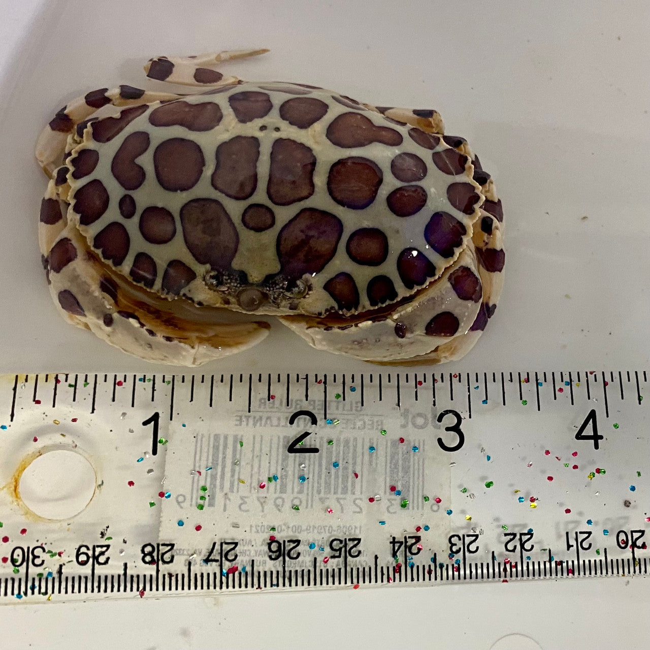 Calico Crabs (large 2-4 inches)