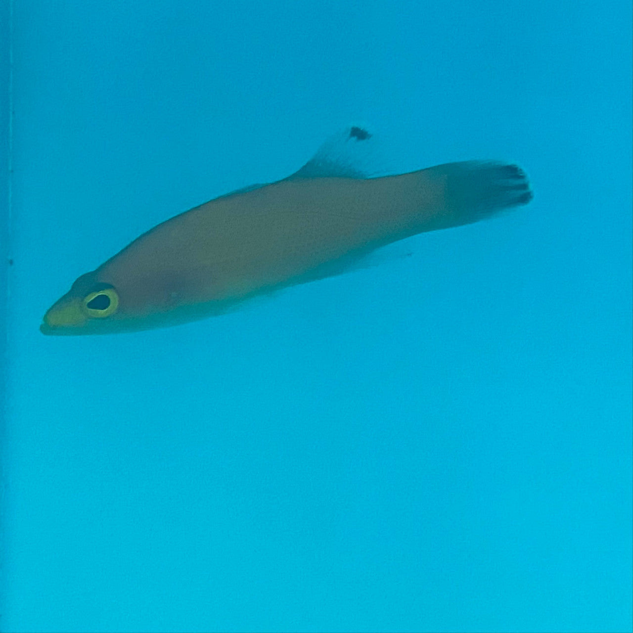 Cave Basslet – Foxy Saltwater Tropicals