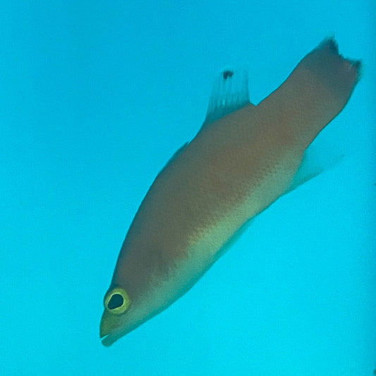 Basslet Fish For Sale – Foxy Saltwater Tropicals