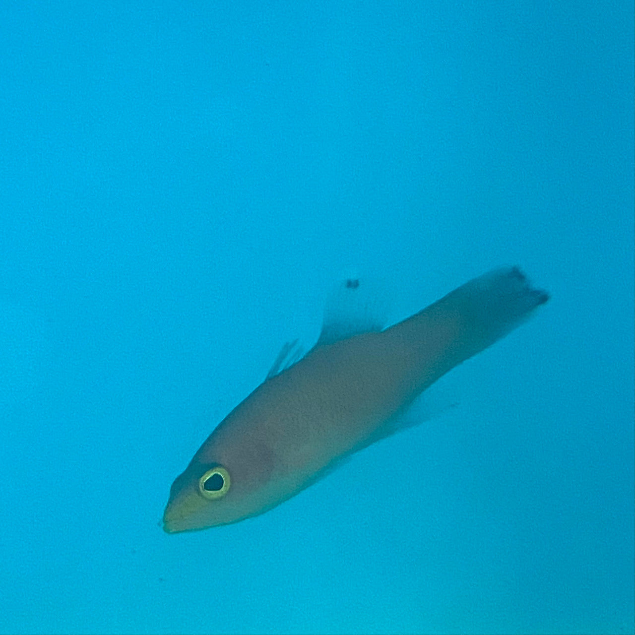 Shop Cave Basslet