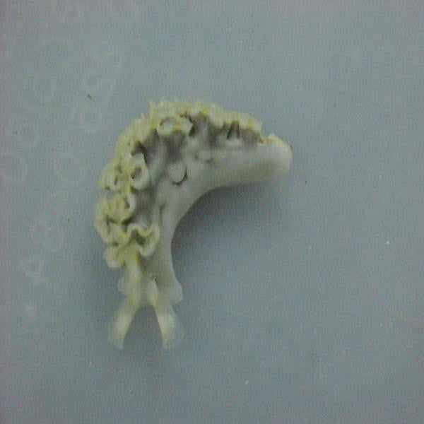 Lettuce Nudibranch on Sale