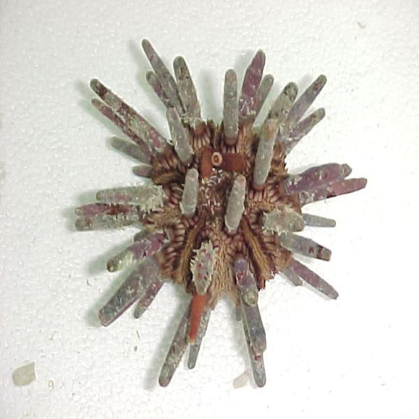 Pencil Urchin (Medium/Large)