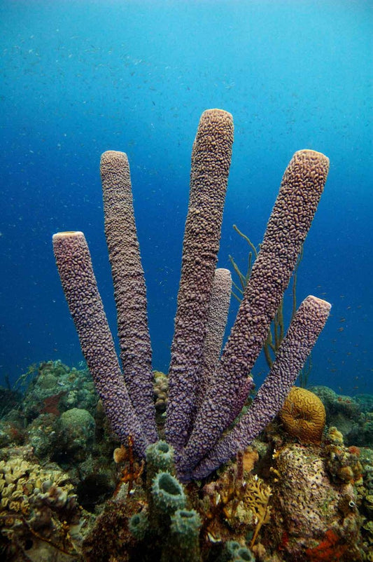 Saltwater Sponge For Sale – Foxy Saltwater Tropicals
