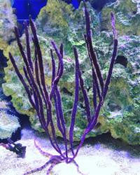 Purple Whip Gorgonian (under 10")