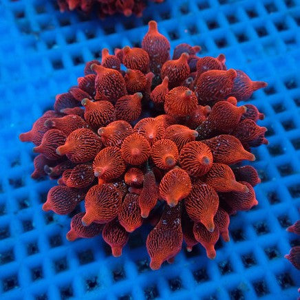 Red Bubble Tip Anemone