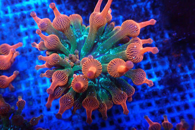 Rainbow Bubble Tip Anemone (medium)