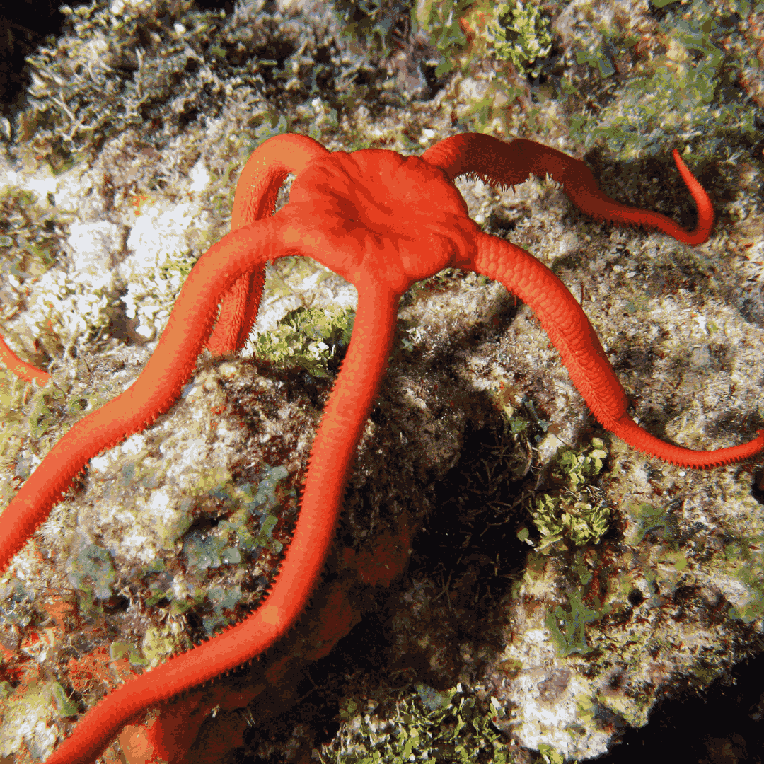 Red Serpent Starfish (5-8 inches)