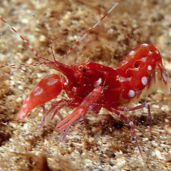Red Snapping Shrimp