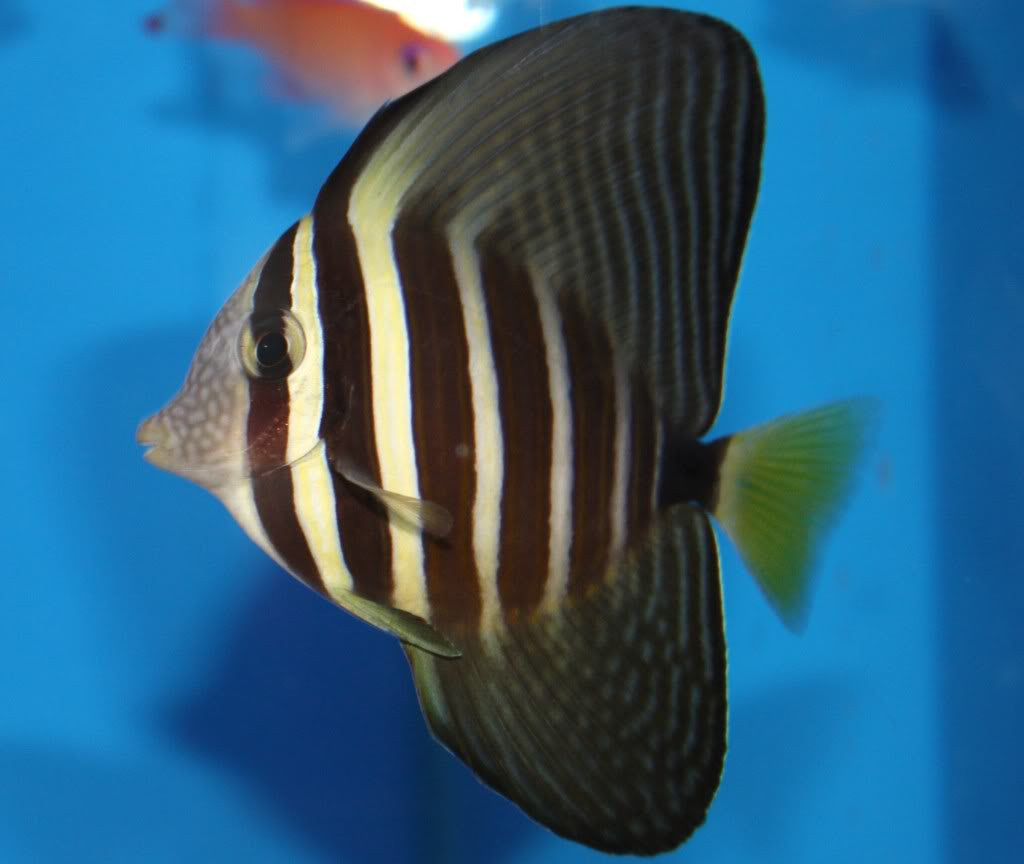 Sailfin Tang (Juvenile)