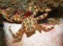 Sally Lightfoot Crab
